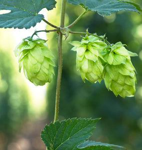 A Hoppy Backyard