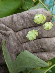 The Great Divide: Home Brewing a West Coast Style vs. an East Coast Style IPA