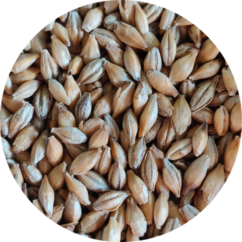 Chit Malt