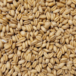 Unmalted Wheat